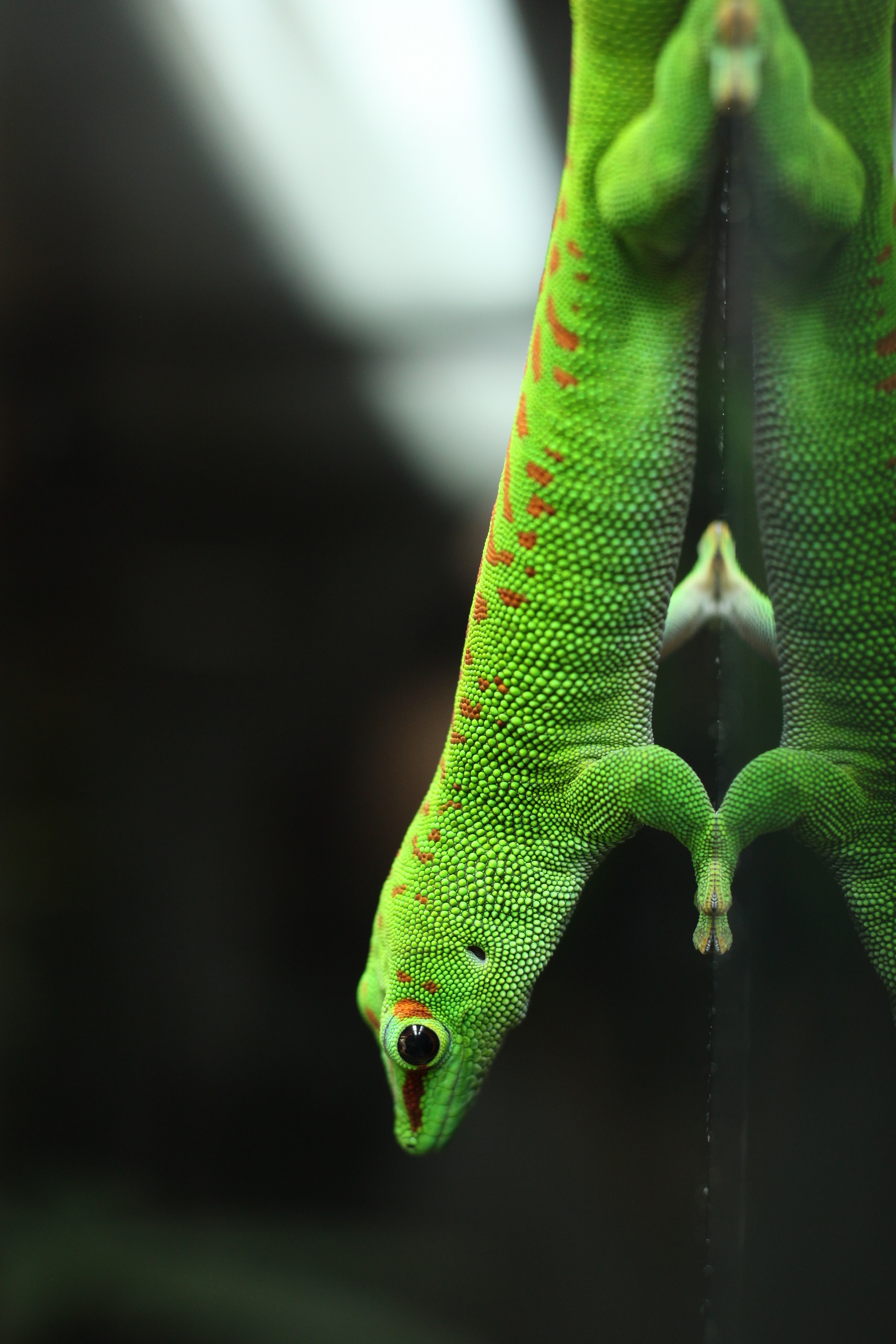 Gecko an Terra Scheibe kopfüber